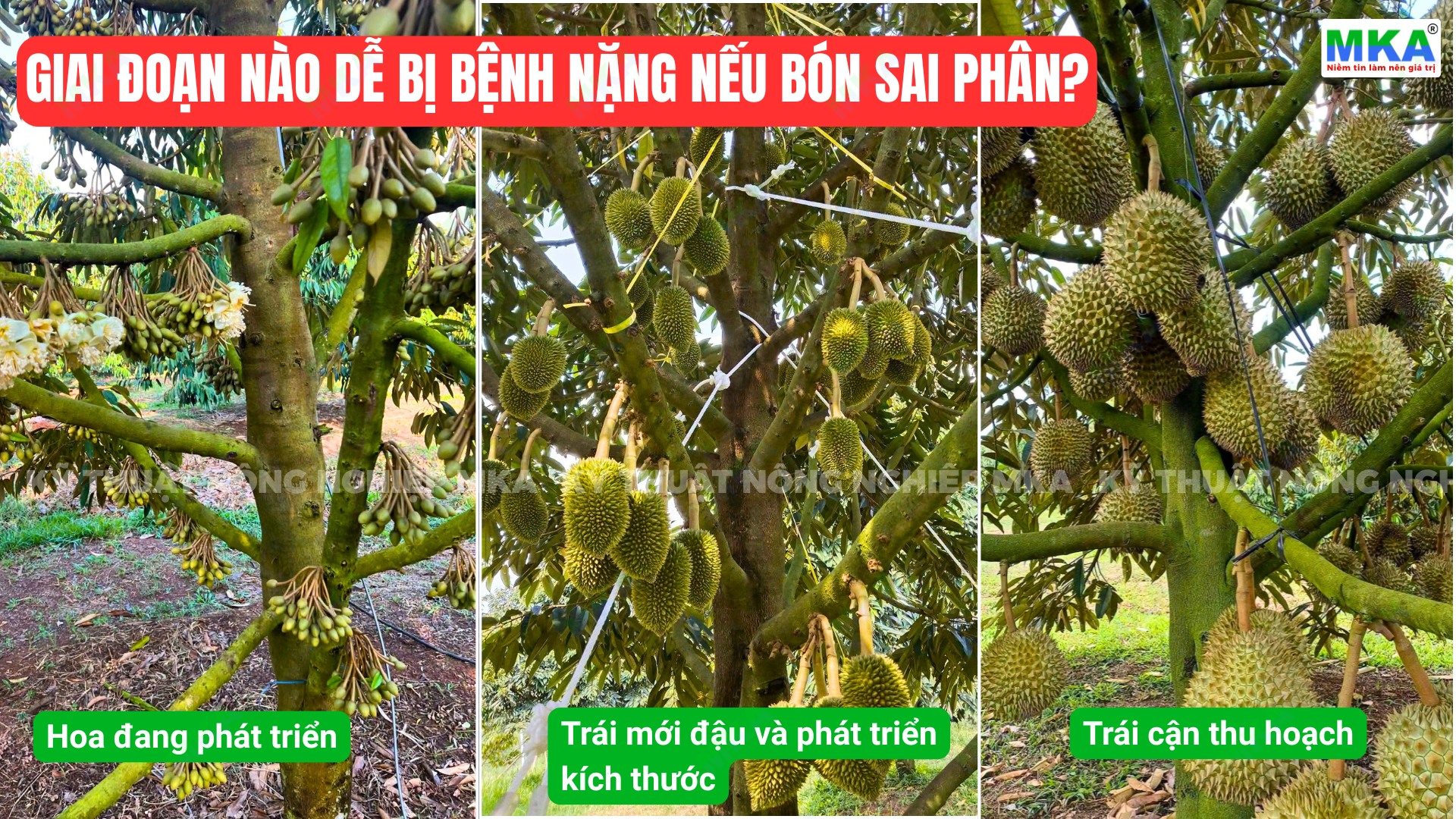 Giai đoạn nào dễ bị bệnh nặng nếu bón sai phân?